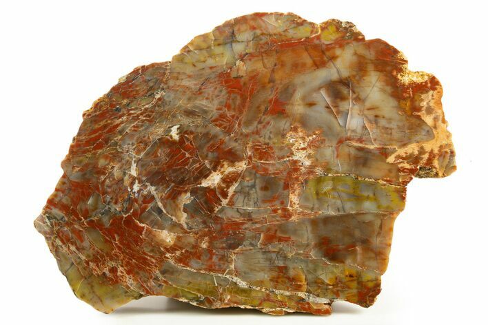 Polished Petrified Wood (Araucarioxylon) - Arizona #338408